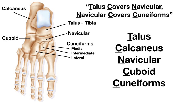 Label the carpals and tarsals