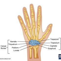 Label the carpals and tarsals