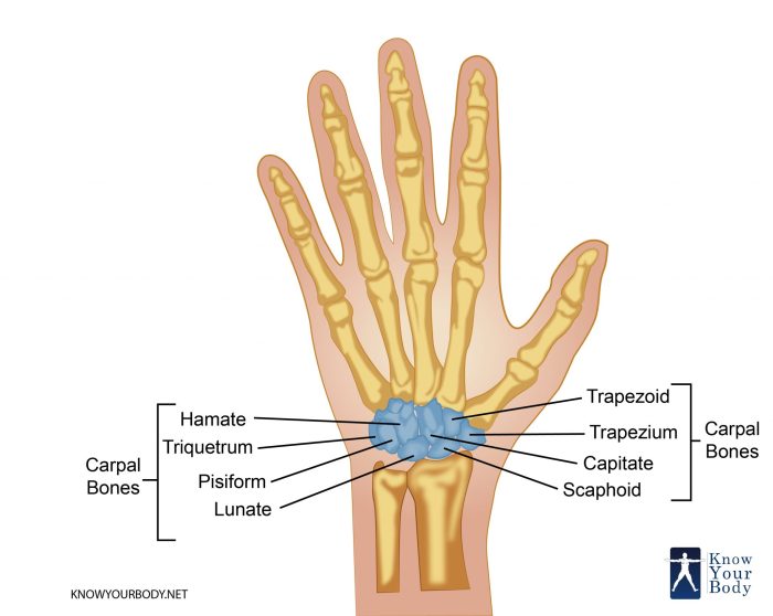 Label the carpals and tarsals