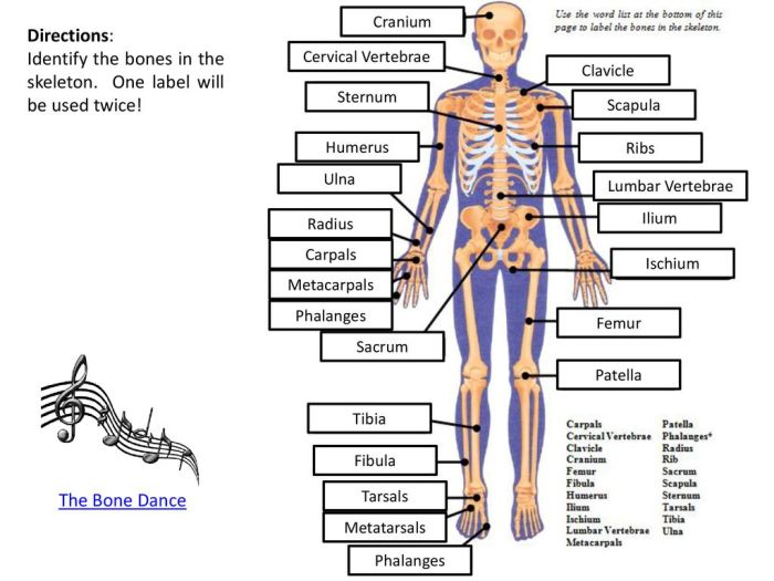 Tarsal tarsals irregular cuneiform medial anatomie carpal carpals physiology metatarsal coding posterior metacarpal sybille unla metacarpals 5th 4th 2nd